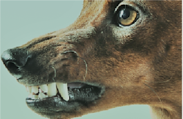 Marialice Tagliavini