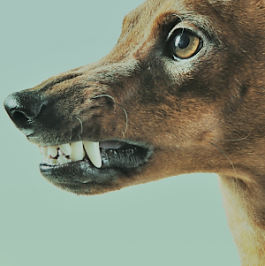 Marialice Tagliavini